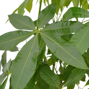 Vendita Pianta Pachira aquatica 24cm-Piante Verdi|Vivaio Mondo Piante