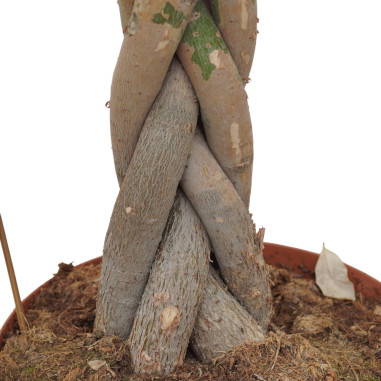 Vendita Pianta Pachira aquatica 24cm-Piante Verdi|Vivaio Mondo Piante