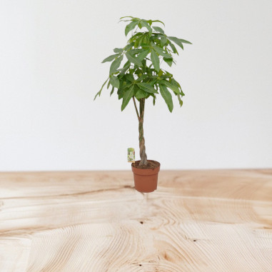 Vendita Pianta Pachira aquatica 24cm-Piante Verdi|Vivaio Mondo Piante