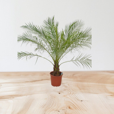 Vendita Pianta Phoenix Robellina Vaso 24cm-Palmizi online|Mondo Piante