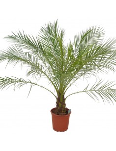 Pianta Phoenix Robellina...