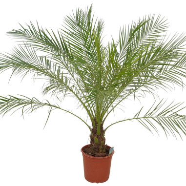 Vendita Pianta Phoenix Robellina Vaso 24cm-Palmizi online|Mondo Piante