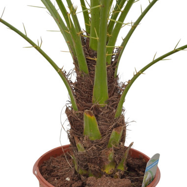 Vendita Pianta Phoenix Robellina Vaso 24cm-Palmizi online|Mondo Piante