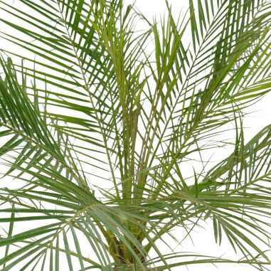 Vendita Pianta Phoenix Robellina Vaso 24cm-Palmizi online|Mondo Piante