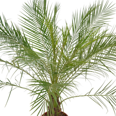 Vendita Pianta Phoenix Robellina Vaso 24cm-Palmizi online|Mondo Piante