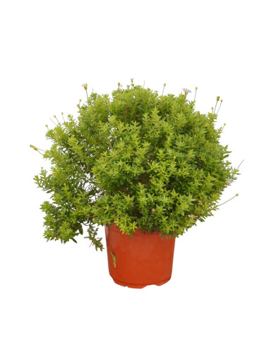 Pianta di Agathea Coelestis Vaso 18cm-Piante Da Cespuglio| Mondo Piante