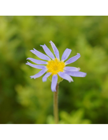 Pianta di Agathea Coelestis Vaso 18cm-Piante Da Cespuglio| Mondo Piante