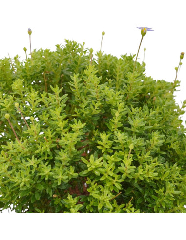 Pianta di Agathea Coelestis Vaso 18cm-Piante Da Cespuglio| Mondo Piante