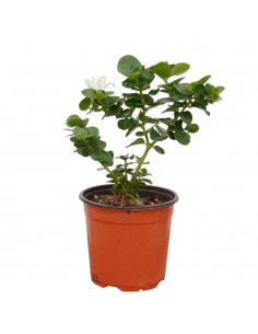 Carissa Macrocarpa Plant...