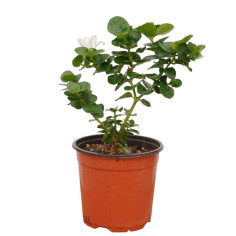Vendita Pianta di Carissa Vaso 18 | Mondo Piante