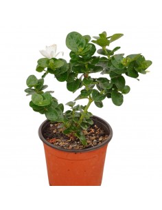 Carissa Macrocarpa Plant... 2