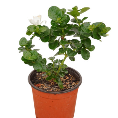 Pianta di Carissa Vaso 18cm - Piante Da Cespuglio| Mondo Piante