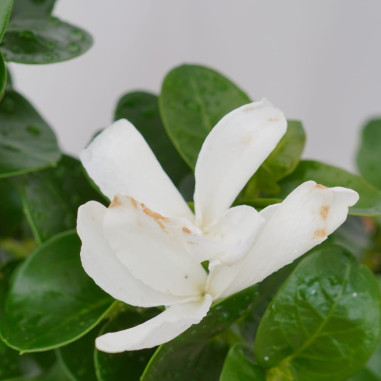 Pianta di Carissa Vaso 18cm - Piante Da Cespuglio| Mondo Piante