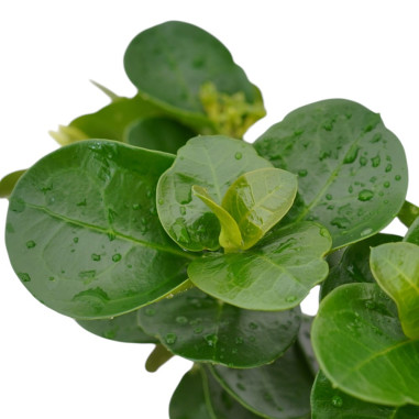 Pianta di Carissa Vaso 18cm - Piante Da Cespuglio| Mondo Piante