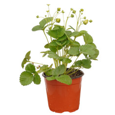 Pianta di Fragola Vaso 18 cm | Mondo Piante