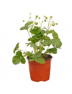 Strawberry Plant