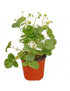 Pianta Di Fragola in Vaso... 2