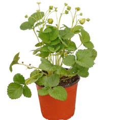 Pianta di Fragola Vaso 18 cm | Mondo Piante 2