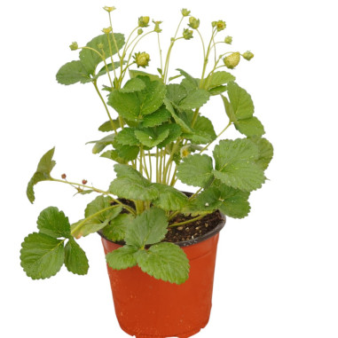 Pianta Di Fragola in Vaso 18cm - Piante da Cespuglio| ìMondo Piante
