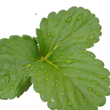 Pianta Di Fragola in Vaso 18cm - Piante da Cespuglio| ìMondo Piante