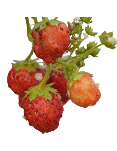 Pianta Di Fragola Rifiorente 'Charlotte' - Vaso Ø 10 Cm, Fragaria Ananassa - Foto 6