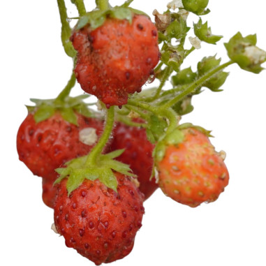 On-line Sale of the Strawberry plant-Aromatic Plants|Mondo Piante