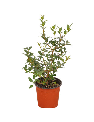 Pianta di Osmanthus Vaso 18 cm: Vendita Online | Mondo Piante