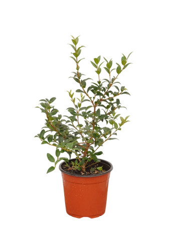 Pianta di Osmanthus in Vaso 18cm - Piante Da Siepe |Mondo Piante