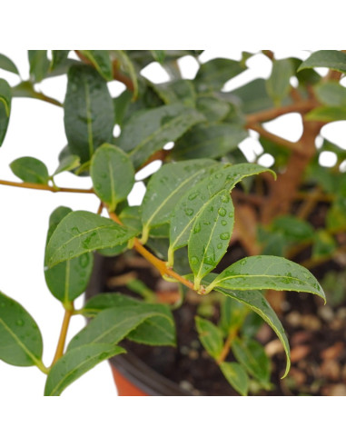 Sell ​​Osmanthus Plant - Hedge Plants Online | Mondo Piante