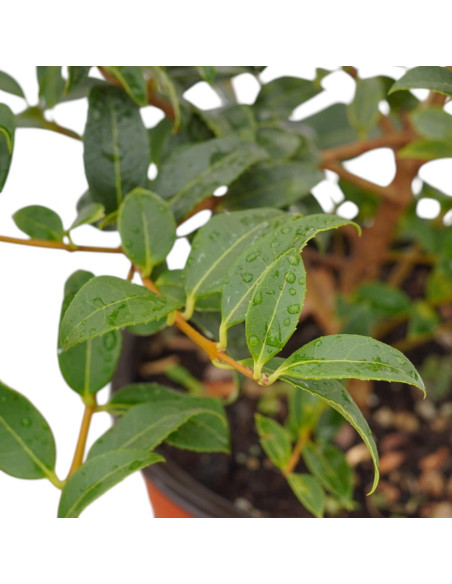 Pianta di Osmanthus Vaso 18 cm: Vendita Online | Mondo Piante