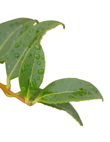 Pianta di Osmanthus in Vaso 18cm - Piante Da Siepe |Mondo Piante