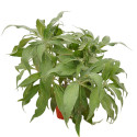Pianta di Echium Vaso 18cm-Pianta Ornamentale Resistente