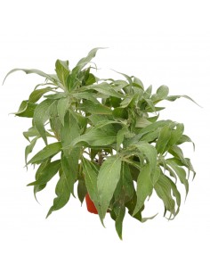 Pianta di Echium Vaso...