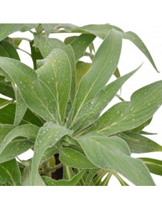 Pianta di Echium Vaso... 2