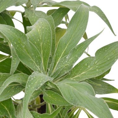 Echium Fastuosum Plant for Sale - Bush Plants Online | Mondo Piante
