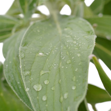 Echium Fastuosum Plant for Sale - Bush Plants Online | Mondo Piante