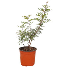 Pianta di Lentisco Vaso 18 cm: Vendita Online | Mondo Piante