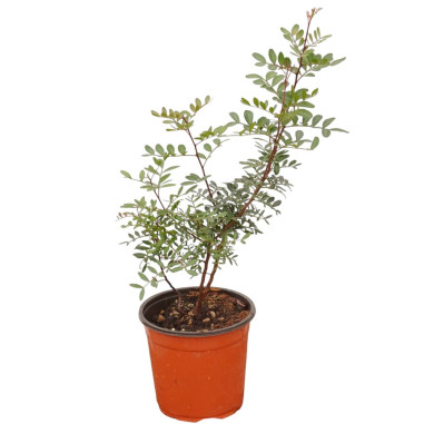 Pianta di Lentisco in Vaso 18cm-Vendita Piante Da Siepe |Mondo Piante