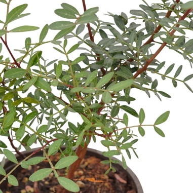 Pianta di Lentisco in Vaso 18cm-Vendita Piante Da Siepe |Mondo Piante