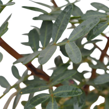 Pianta di Lentisco in Vaso 18cm-Vendita Piante Da Siepe |Mondo Piante