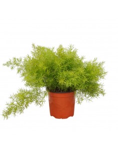 Pianta di Asparagus...