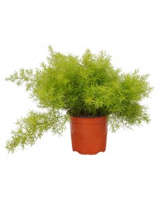 Pianta di Asparagus... 2