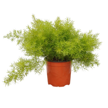 Pianta Asparagus Sprengeri Vaso 18cm- Piante Da Cespuglio|MondoPiante