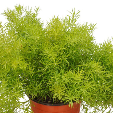 Pianta Asparagus Sprengeri Vaso 18cm- Piante Da Cespuglio|MondoPiante