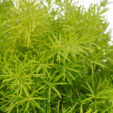 Pianta Asparagus Sprengeri Vaso 18cm- Piante Da Cespuglio|MondoPiante