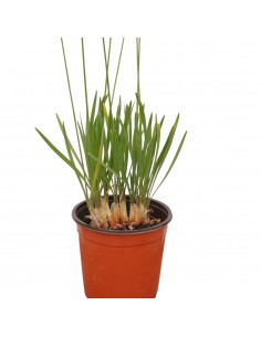 Pianta di Tulbaghia in Vaso... 2