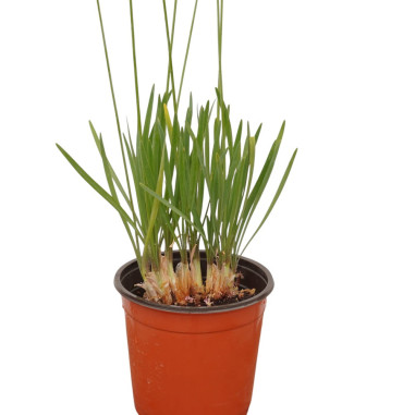 Vendita Pianta di Tulbaghia Vaso 18 | Mondo Piante