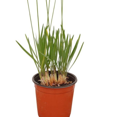 Vendita Pianta di Tulbaghia Vaso 18 | Mondo Piante