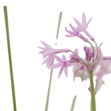 Pianta di Tulbaghia in Vaso 18cm-Pianta Da Cespuglio | Mondo Piante