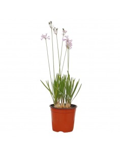 Tulbaghia Plant